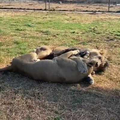 Lions cuddling