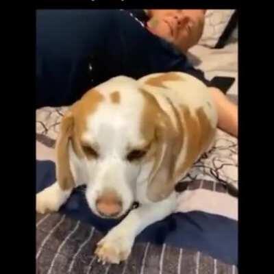 Doggo has had it with your shenanigans