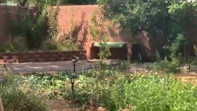 First roadrunner visitor in my new wildlife garden 😍 (sry bout the video compression)