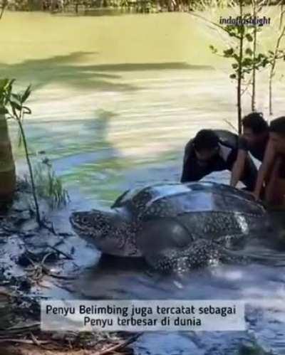 Indonesian bros helping a giant sea turtle return to the sea after being stuck in a swamp for 2 days