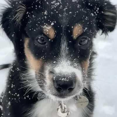 Finnegan the Mini Aussie in the snow