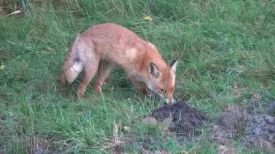 🔥 Red Fox catches a mole, but spits it out because they don't actually like to eat moles.