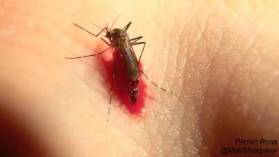 A Mosquito sucking blood till it bursts.