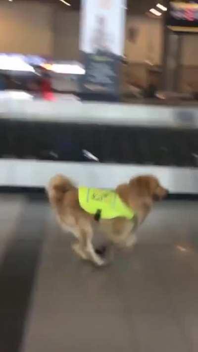 Airport doggo excited for work.