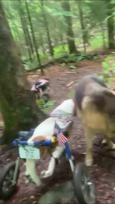 Wheelchair dogs enjoying nature