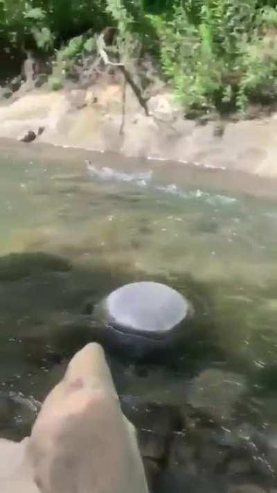 This extremely fast bird running on water