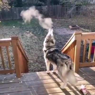 A dog barking on a cold day.