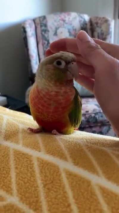 There is a challenge where you put your hand near your dog like you're going to pet them but don't actually pet them. Someone tried it on their bird and it was adorable.