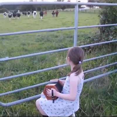 Cows absolutely adore accordion music.