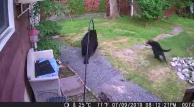 Neighbor dog chases black bear out of yard