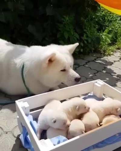 Mama dog and her box of doglets