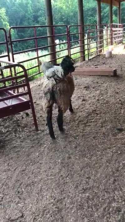 My rooster riding my sheep. Is this how evolution works?