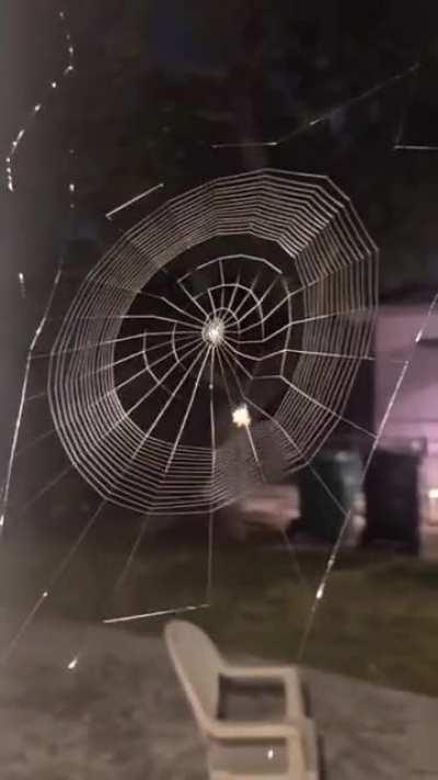 Little guy spinning his web