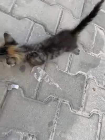 This stray kitten was asking for food very vocally. He got what he wanted later.