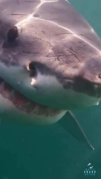 Great White Eyeballing Us