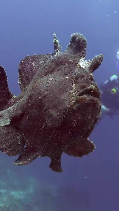 Giant frogfish