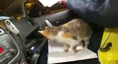 Smol criminal violently assaulting an officer on duty