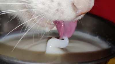 Captured my cat drinking milk