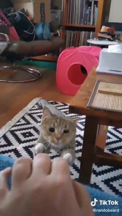 This cat dodging the table with its ear