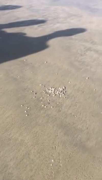 Mole crabs emerging from the sand 