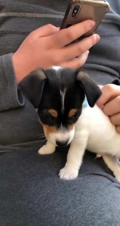 Our little pup when he was 2 months old!!