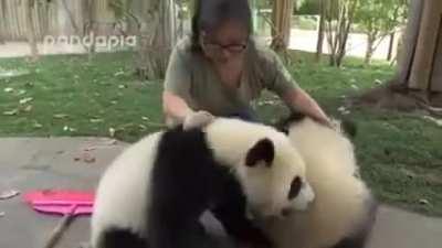 The struggle of a panda zookeeper