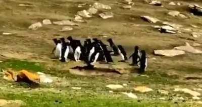 Silly penguin leaves his gang