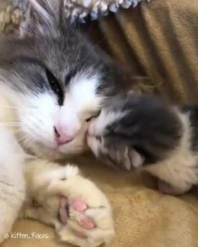 Mama cat with her kitten