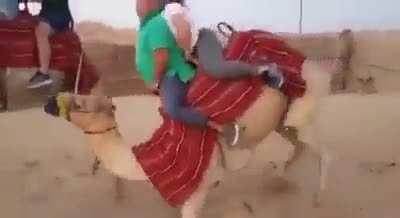 Hmf as I “ride” this camel