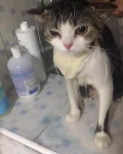 Cat dies inside taking a shower