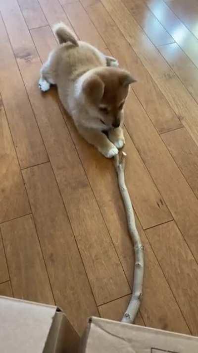 Rylie, our Shiba Inu / Corgi cross pupper loves her new favourite chew toy, a maple limb.