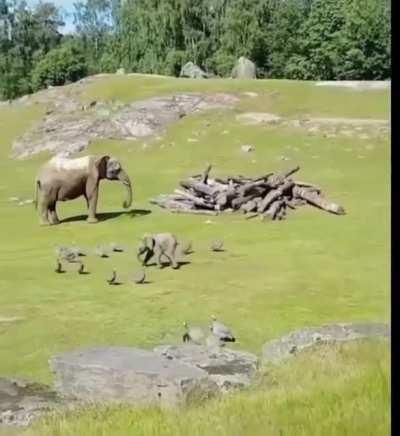 Baby Elephant runs around, falls and heads back to mommy!