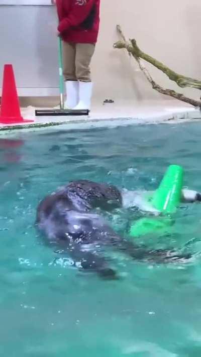 Otter helping out with the cleanup