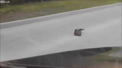 A bird explaining to a hedgehog crossing so it doesn’t die.