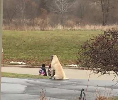 Dog waits everyday at Bus Stop for Little Girl to get on Safely