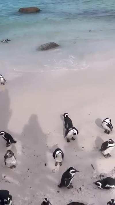 African penguins,Boulders Beach ,South Africa