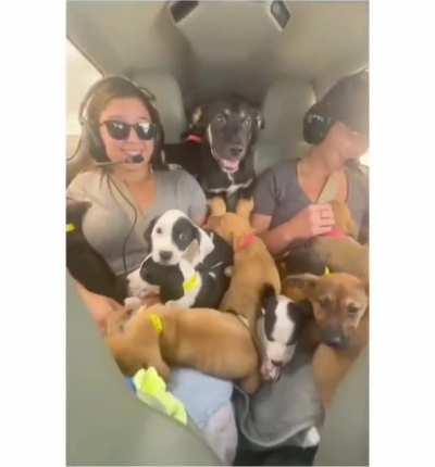 Somewhere in the sky there's a plane full of puppies