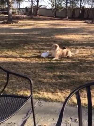 A doggo and a bunny