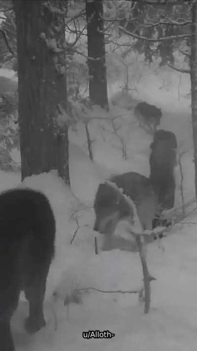 🔥 Wolves pack marching through the snow