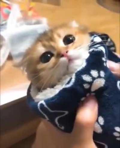 Here's your Purrito sir