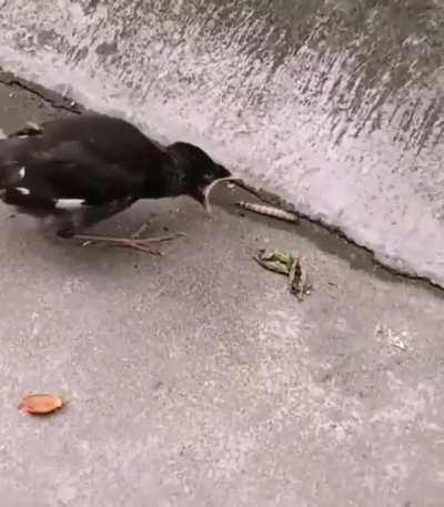 Baby birds are fed by their parents. When they grow up it is time for them to find their own food and this can cause some confusion, they realize that the food doesn't go into their mouths by itself.