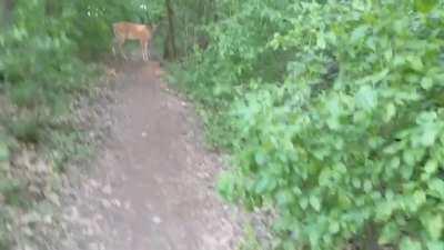 A deer friend of mine wouldn't let me pass until I bowed back at her.