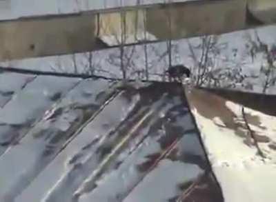 This crow snowboarding on the roof of a building using a jar lid.