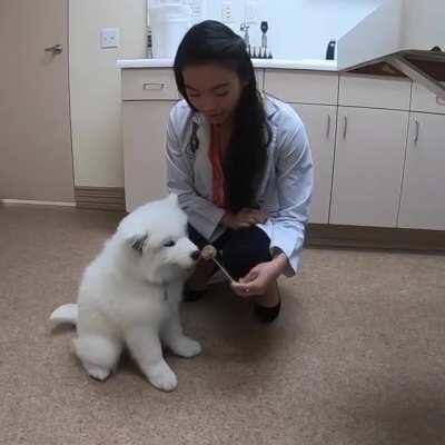 Cloud boyes first trip to the vet