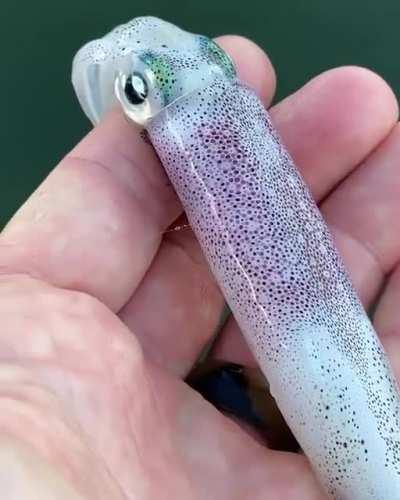 🦑Just beneath the surface of a Squid's skin are thousands of colour changing cells called chromatophores 🦑