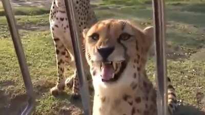 Fun fact cheetahs cant roar only meow