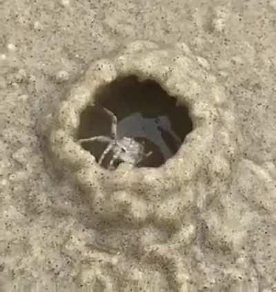 🔥 Crab building a hut