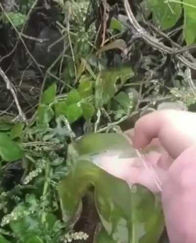 Leaf mold made of ice