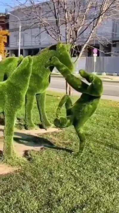 Grass man, nonweed