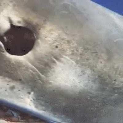 Underwater cameraman gently redirecting a great white shark